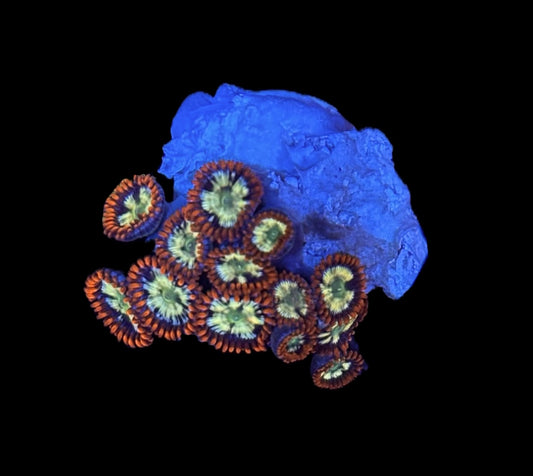 WYSIWYG Fireworks Zoanthids