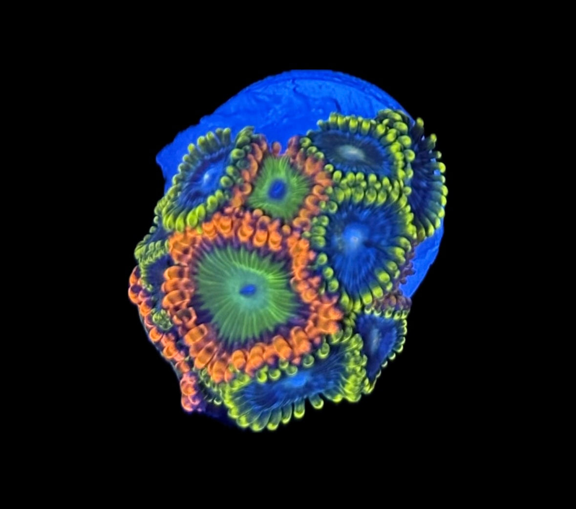 WYSIWYG Zoanthid Combo Frag