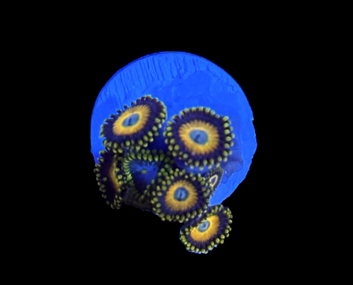 WYSIWYG Zoanthid Combo Frag