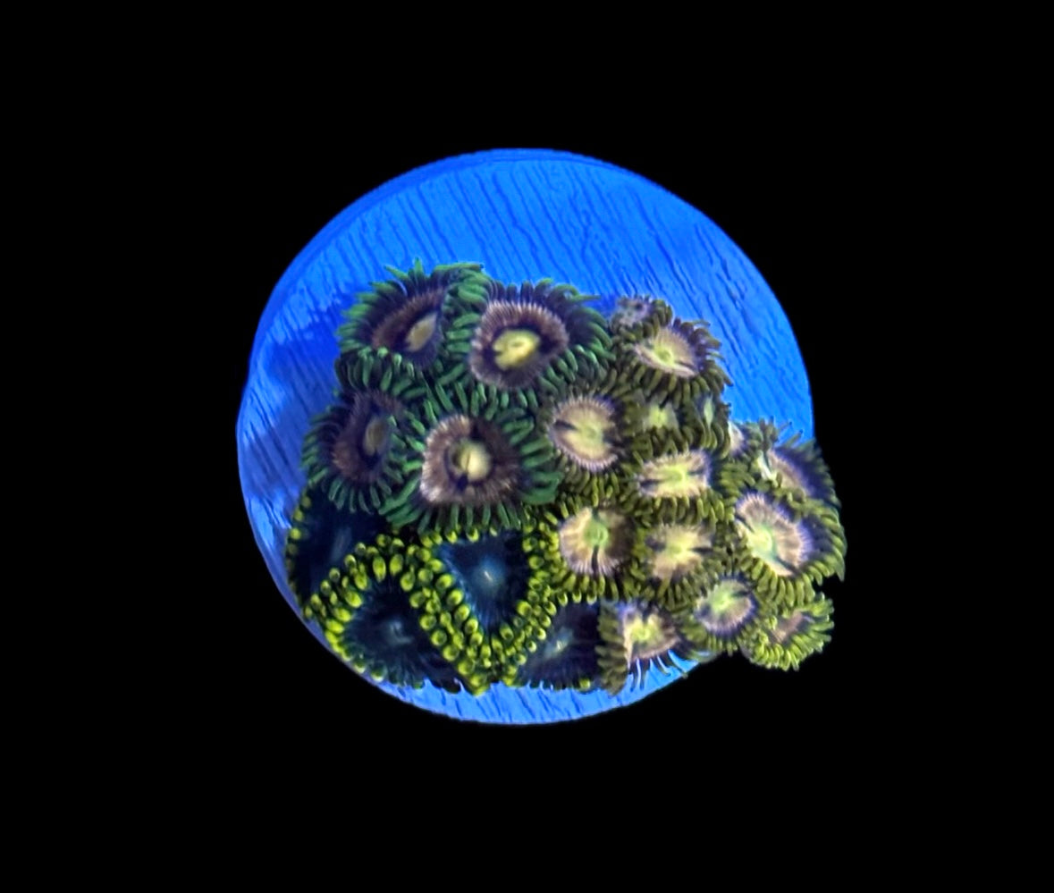 WYSIWYG Zoanthid Combo Frag