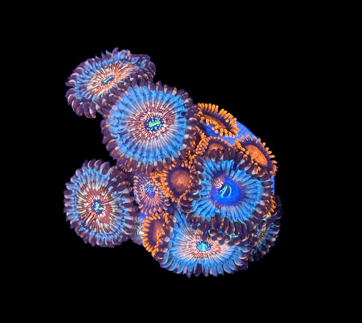 WYSIWYG Zoanthid Combo Frag
