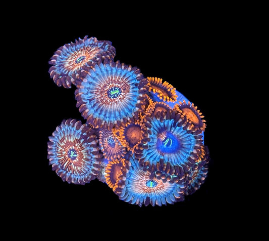 WYSIWYG Zoanthid Combo Frag