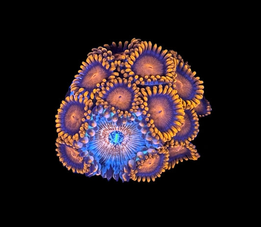 WYSIWYG Zoanthid Combo Frag