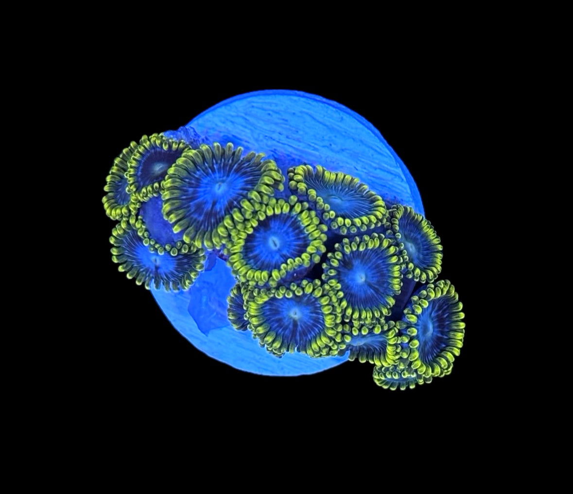 WYSIWYG Smurfette Zoanthids