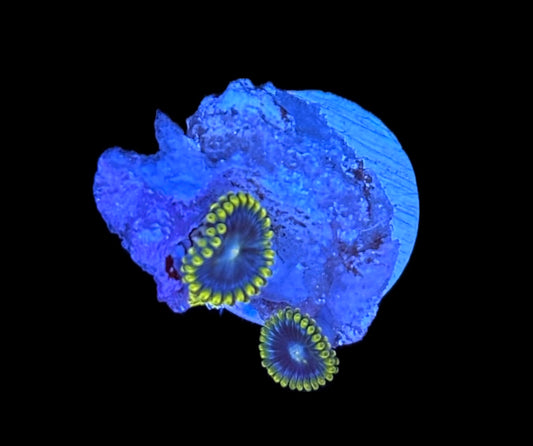 WYSIWYG Smurfette Zoanthids