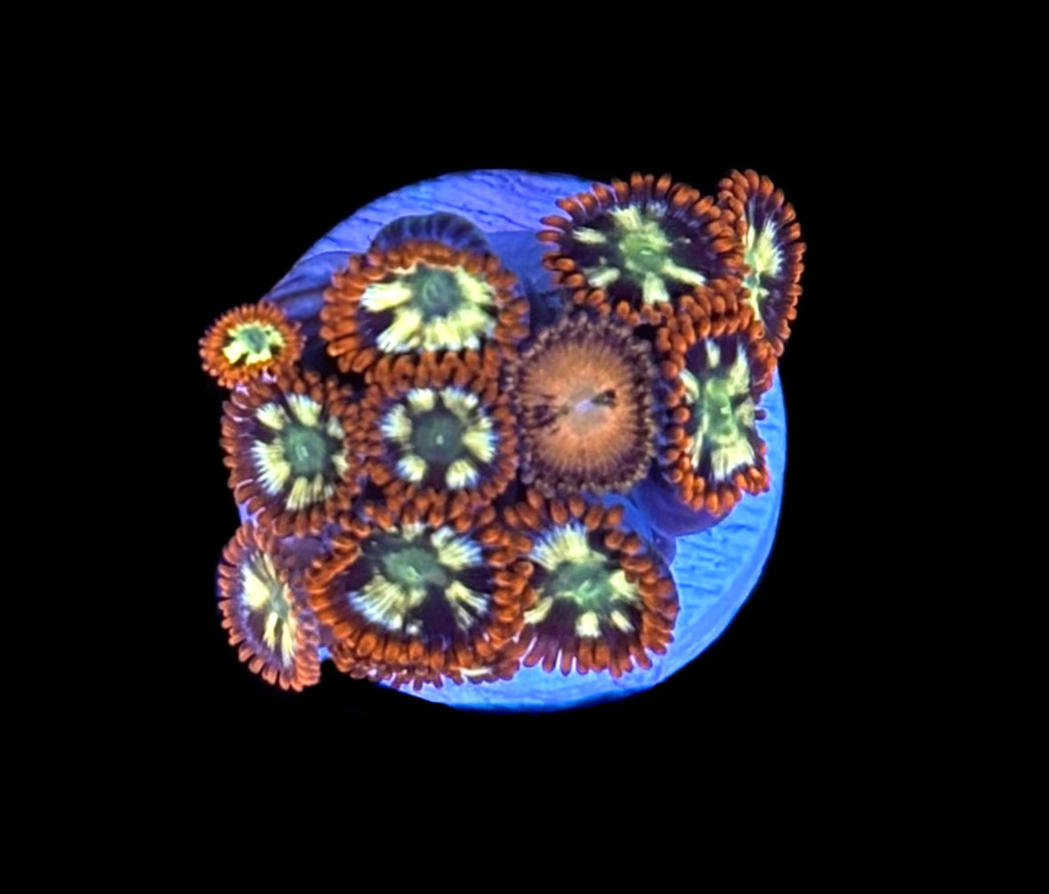 WYSIWYG Zoanthid Combo Frag