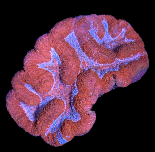 WYSIWYG XL Rainbow Berry Lobophyllia Colony 6"