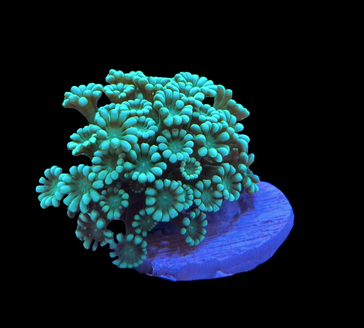 WYSIWYG Ultra Alveopora 2.5"