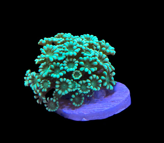 WYSIWYG Ultra Alveopora 2.5"