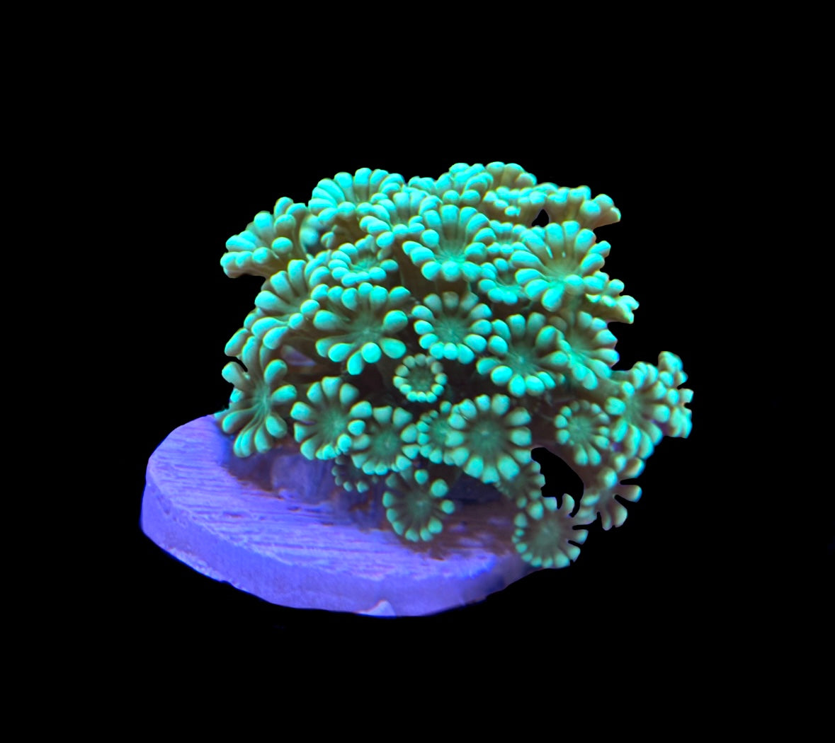 WYSIWYG Ultra Alveopora 2.5"