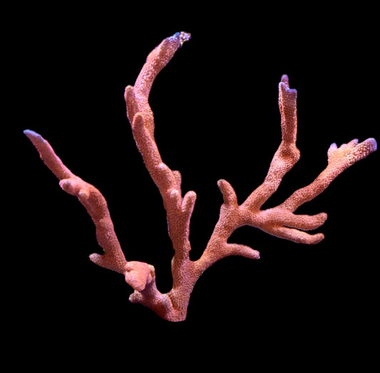 WYSIWYG XXXL Forest Fire Digitata Colony 6"+