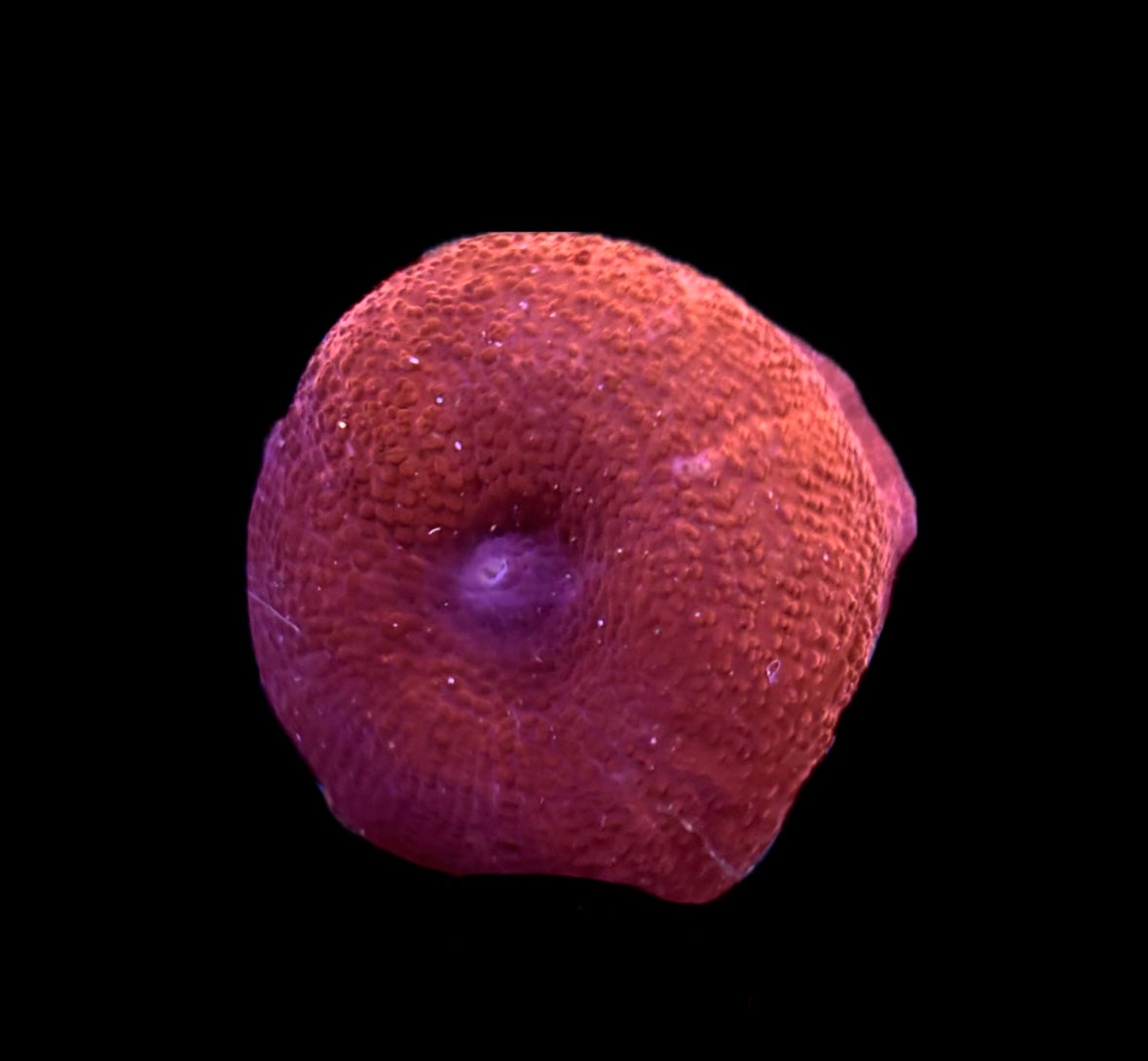 WYSIWYG Red Discosuma Mushroom 2"