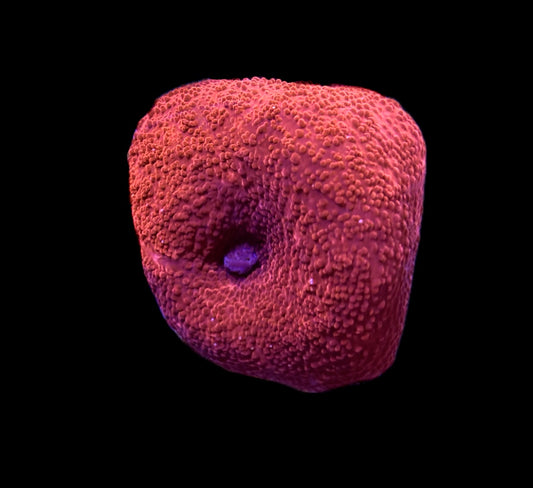 WYSIWYG Red Discosuma Mushroom 2"