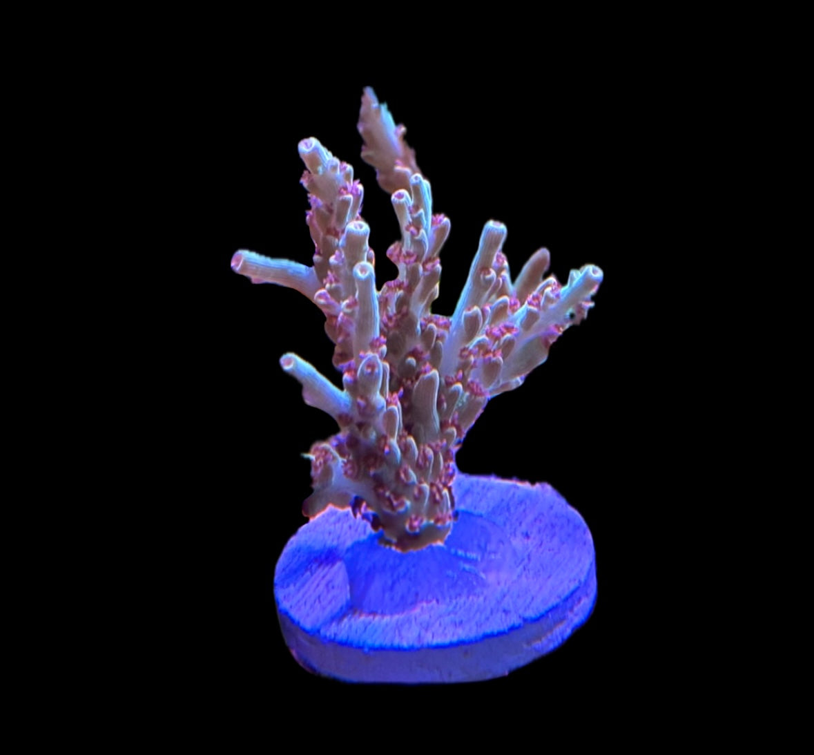 WYSIWYG XL Strawberry Shortcake ACropora 2.5"