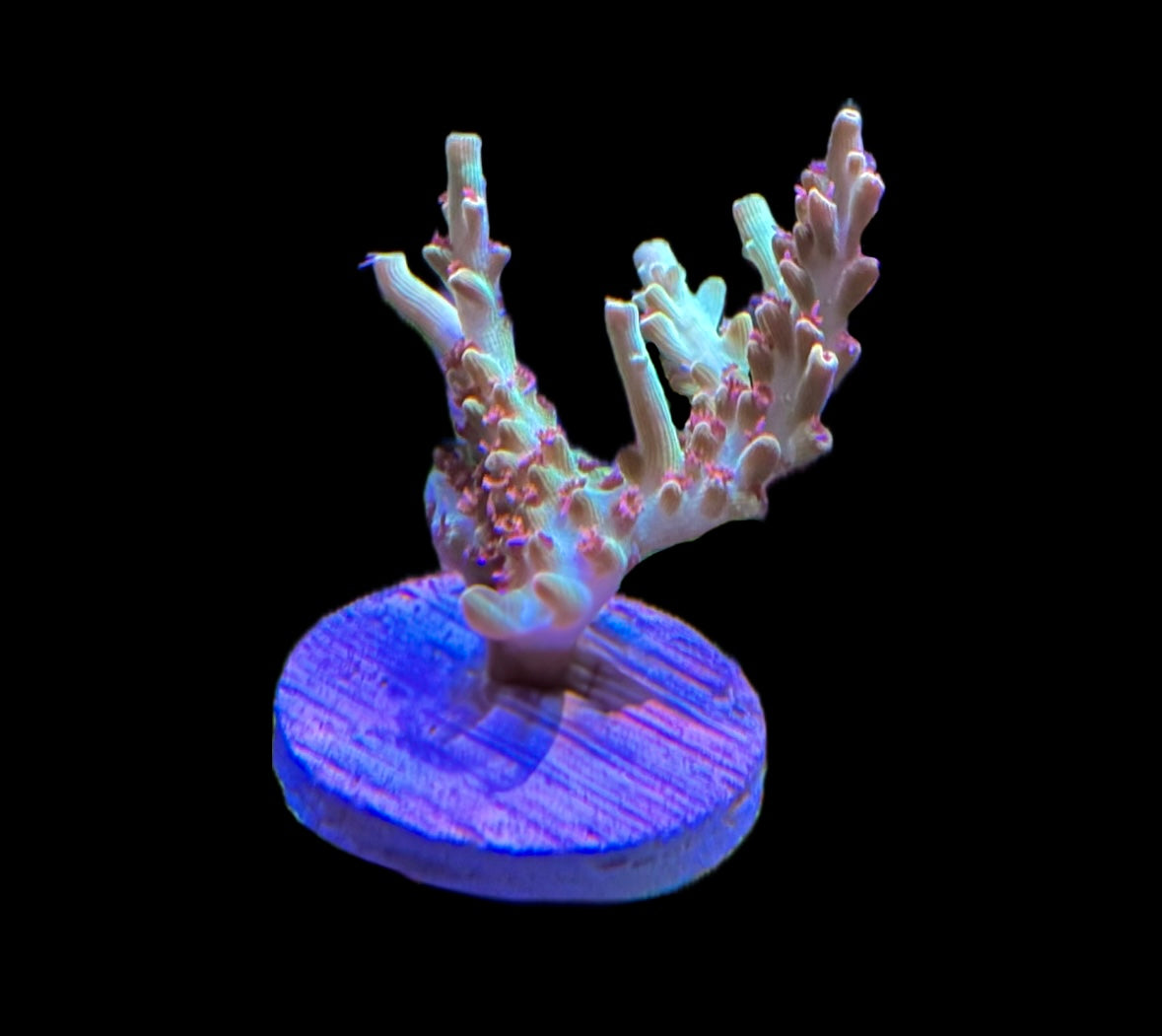 WYSIWYG XL Strawberry Shortcake ACropora 2"