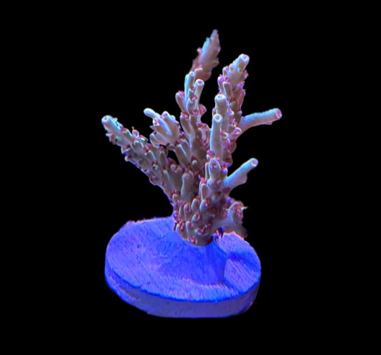 WYSIWYG XL Strawberry Shortcake ACropora 2"