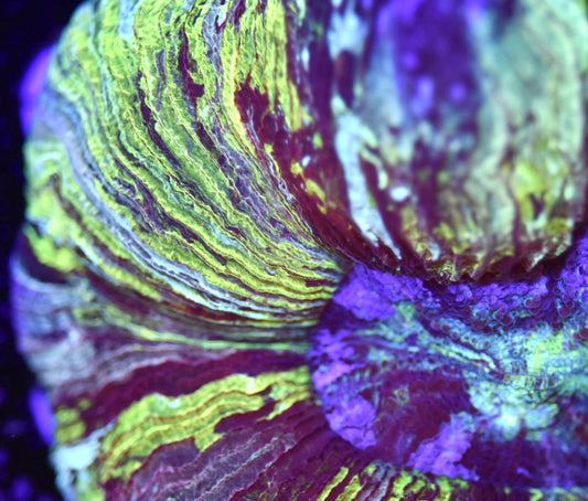 WYSIWYG True Yellow Rainbow Trachyphyllia 4.5"