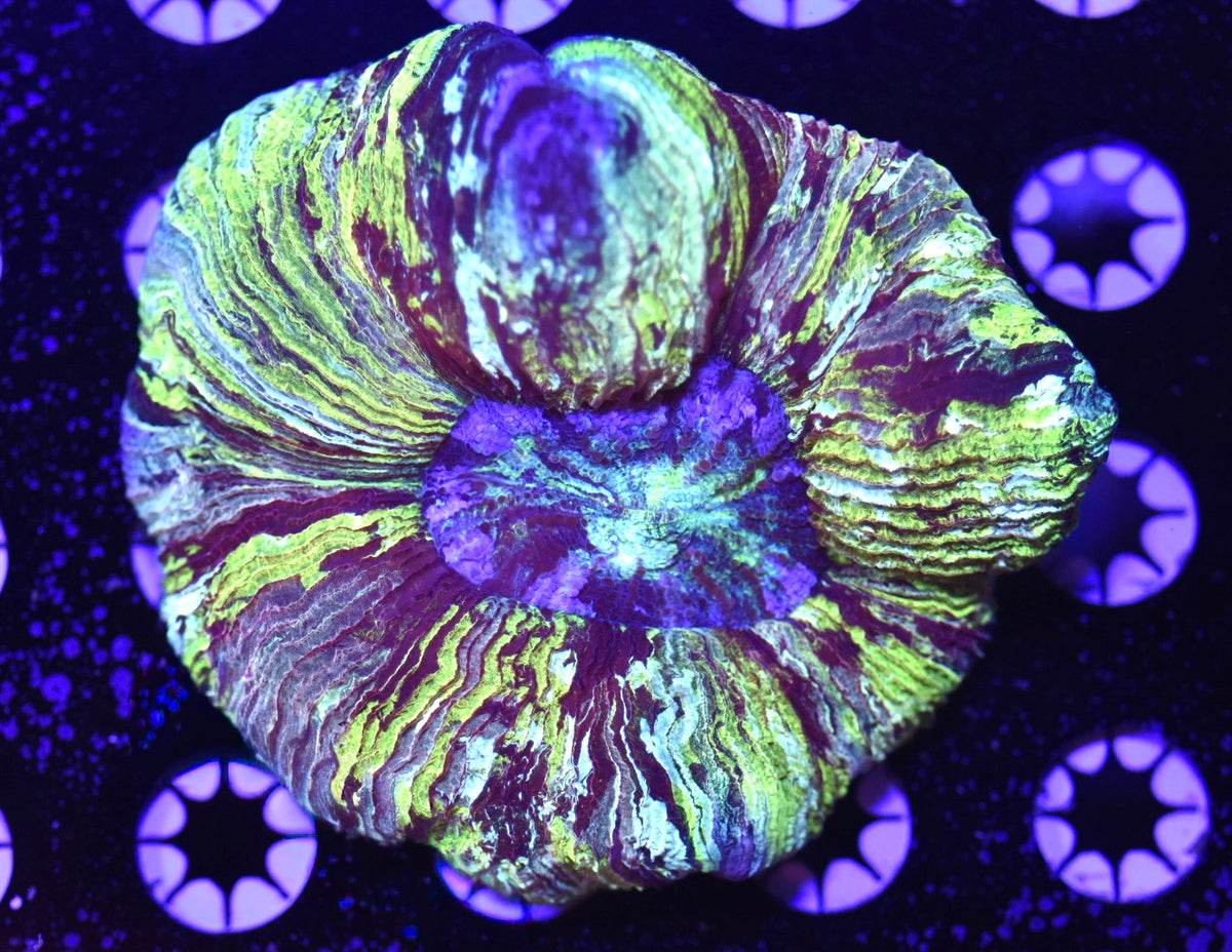 WYSIWYG True Yellow Rainbow Trachyphyllia 4.5"