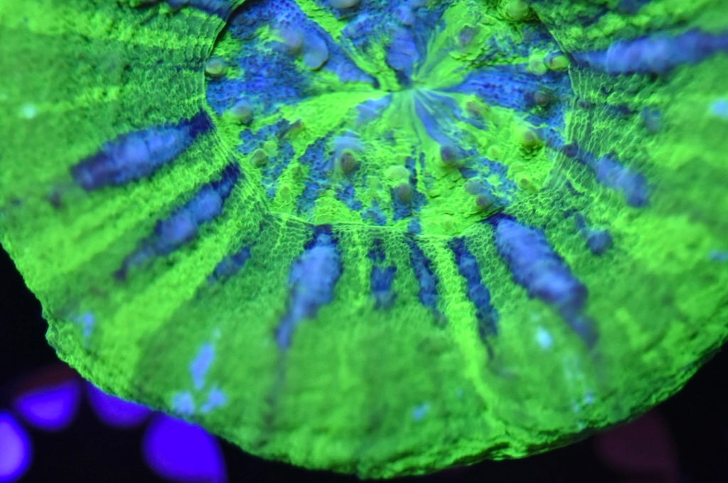 WYSIWYG Green and Blue Scolymia 2.5" (WOW!)
