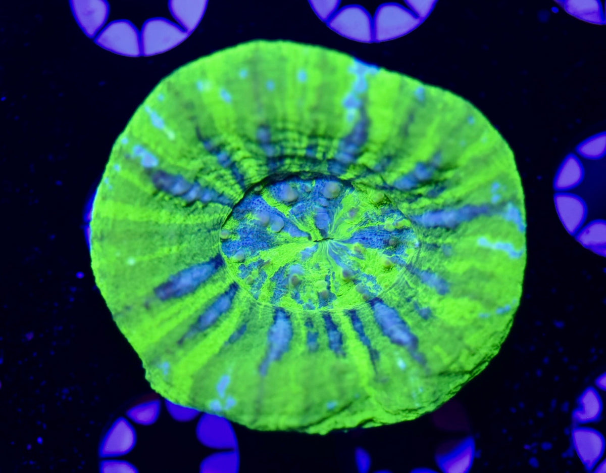 WYSIWYG Green and Blue Scolymia 2.5" (WOW!)