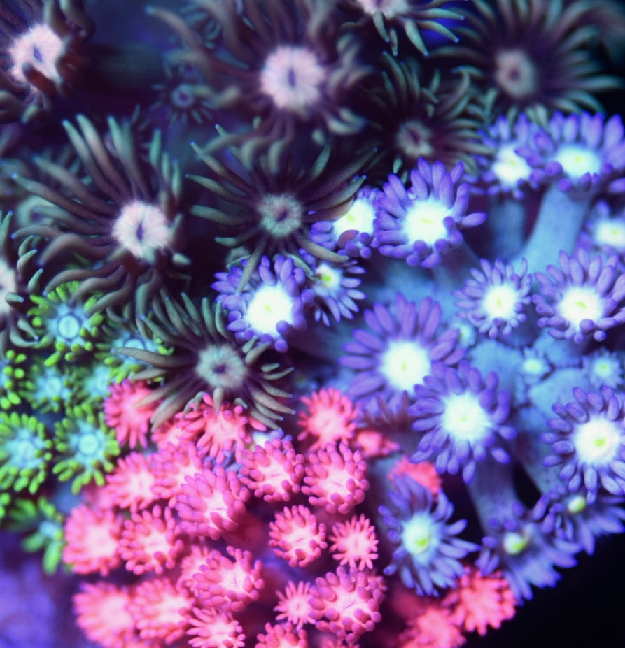 WYSIWYG Mixed Rainbow Goniopora Garden 3.5" (UNIQUE!)