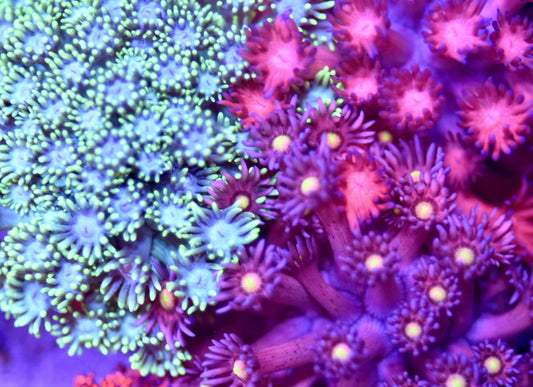 WYSIWYG Mixed Rainbow Goniopora Garden 3.5" (WOW!)