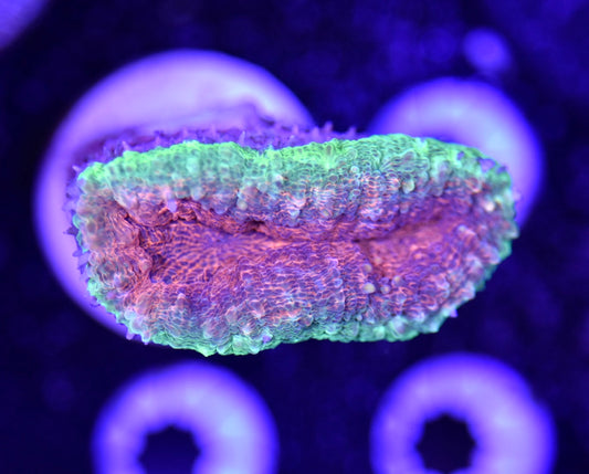 WYSIWYG Ultra Rainbow Lobophyllia 2"