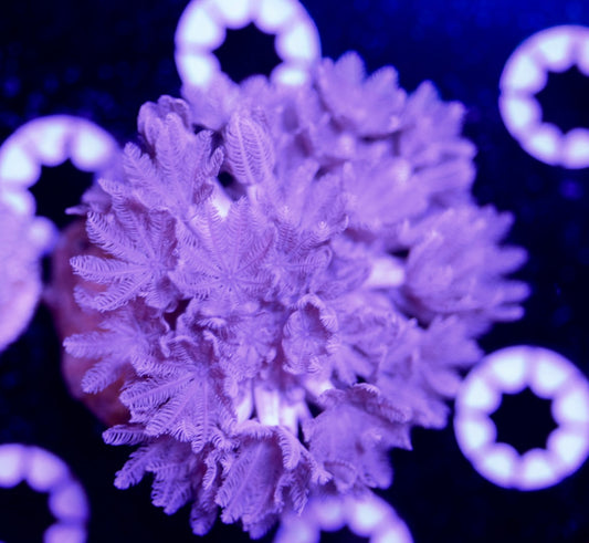 WYSIWYG Pulsing Xenia 2.5"