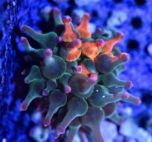 WYSIWYG Nexus Burst Bubble Tip Anemone 2.5" (RARE!)