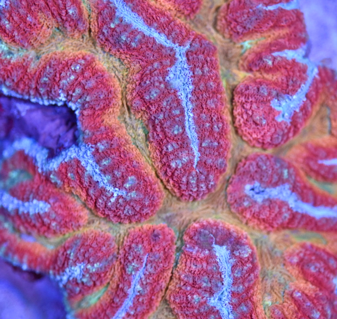 WYSIWYG Taste The Rainbow Symphyllia Colony 5"