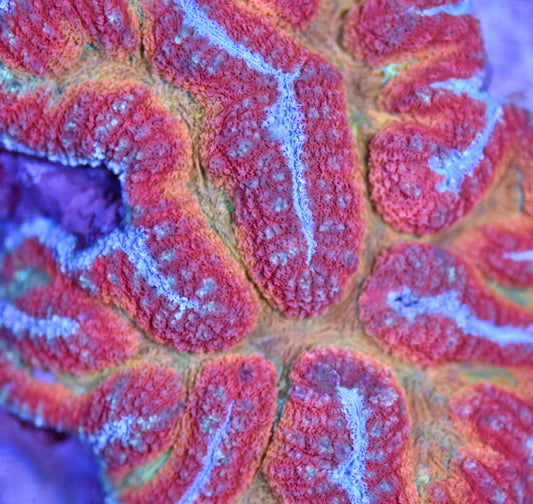 WYSIWYG Taste The Rainbow Symphyllia Colony 5"