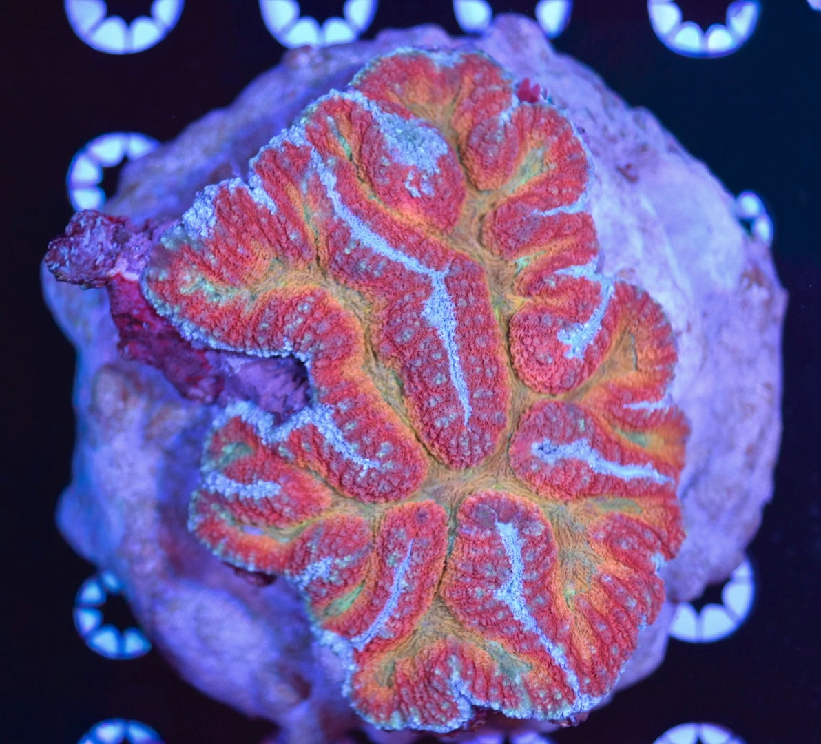 WYSIWYG Taste The Rainbow Symphyllia Colony 5"