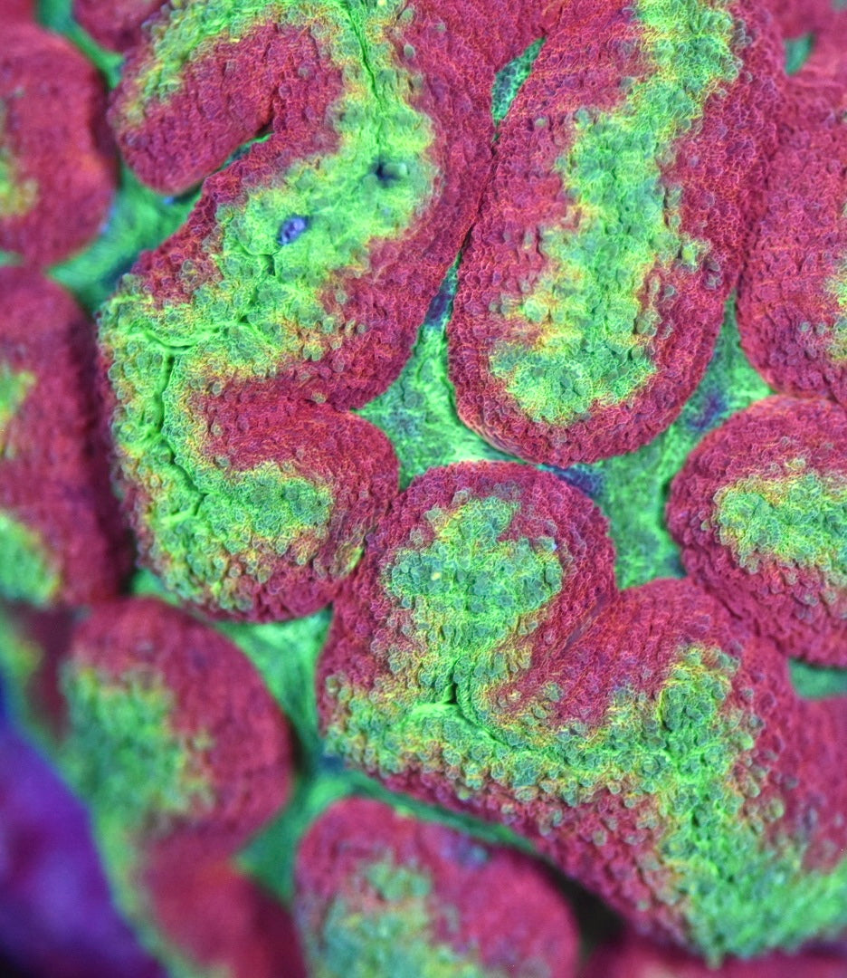 WYSIWYG Lucky Charms Rainbow Symphyllia Colony 4"
