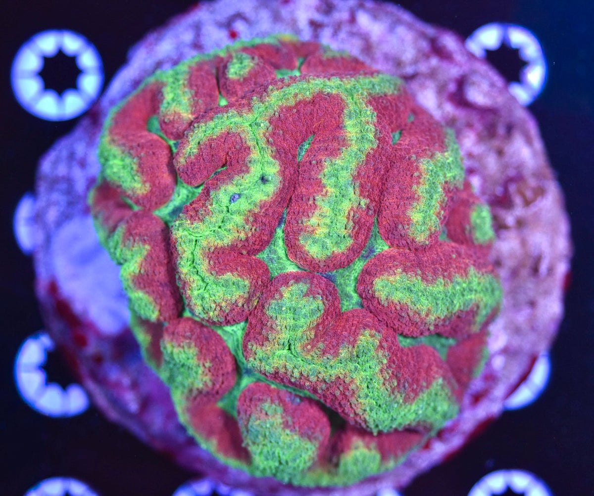 WYSIWYG Lucky Charms Rainbow Symphyllia Colony 4"