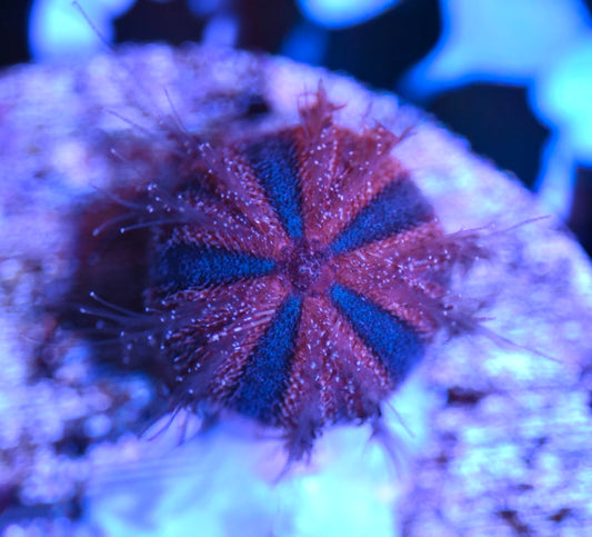 Blue Tuxedo Sea Urchin