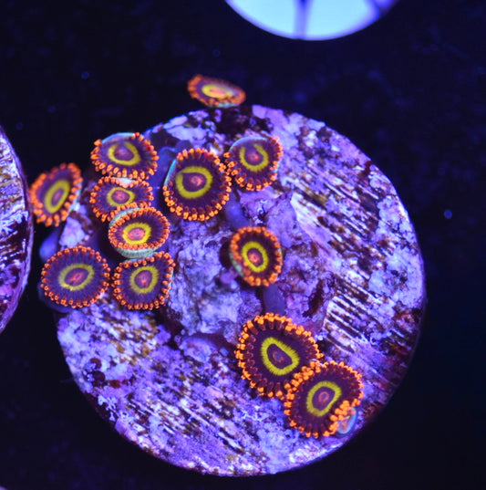 WYSIWYG Fruit Loop Zoanthids