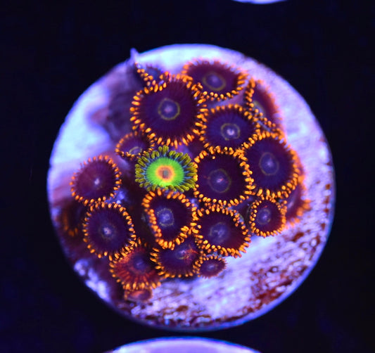 WYSIWYG Zoanthid Combo Frag