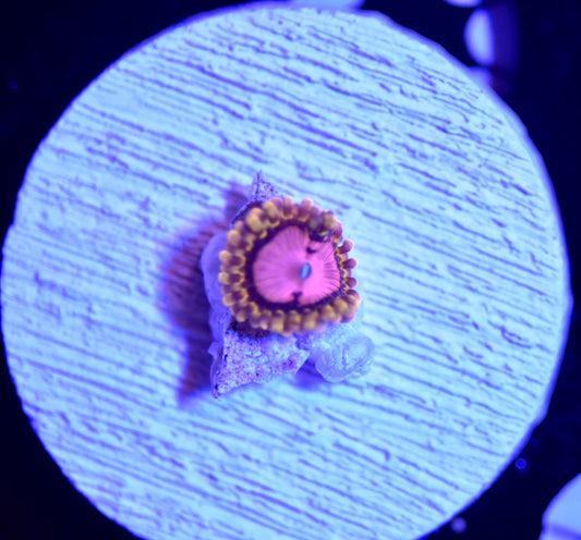 WYSIWYG Pink Diamond Zoanthids