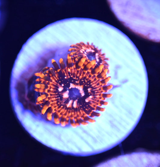 WYSIWYG Utter Chaos Zoanthids