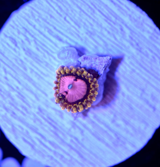 WYSIWYG Pink Diamond Zoanthids