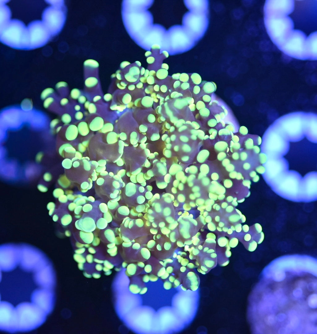 WYSIWYG Lemon Lime Frogspawn 2.5"