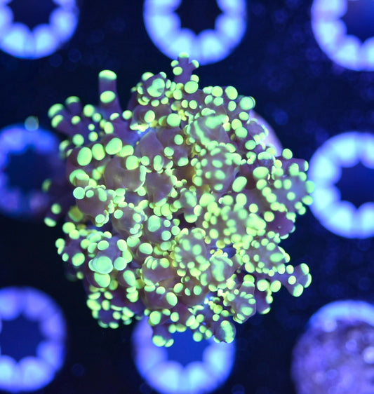 WYSIWYG Lemon Lime Frogspawn 2.5"