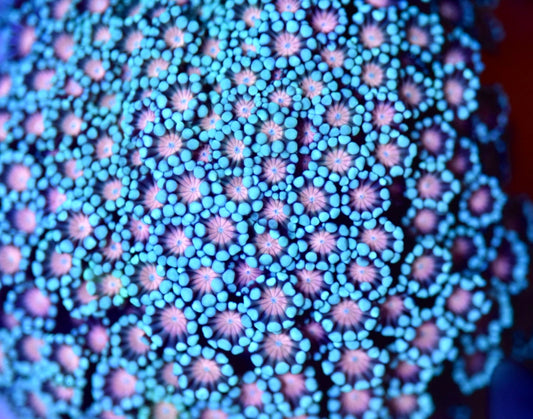 WYSIWYG XL Smurf’s Kiss Rainbow Alveopora Colony 4" (WOW!)