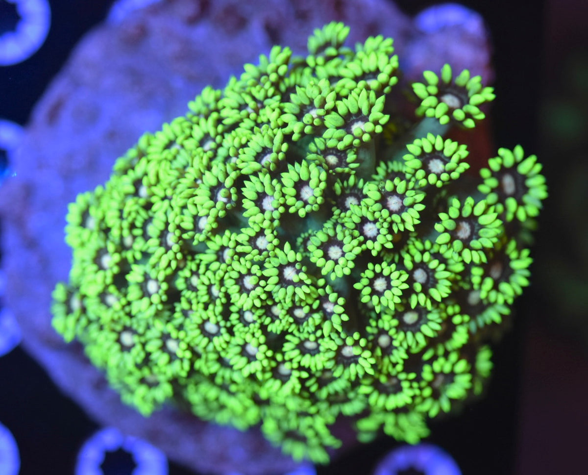 WYSIWYG XL Radioactive Goniopora Colony 4.5" (BRIGHT!)