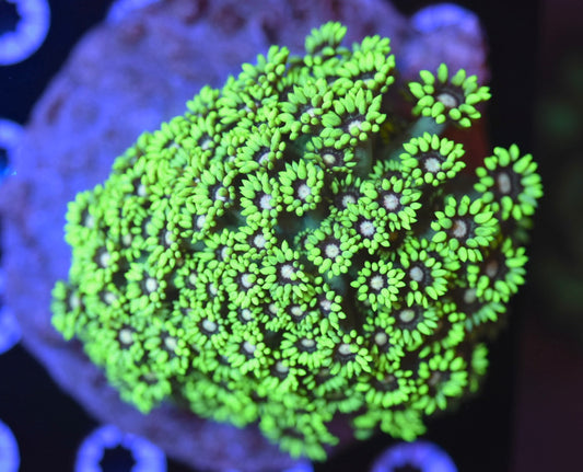 WYSIWYG XL Radioactive Goniopora Colony 4.5" (BRIGHT!)