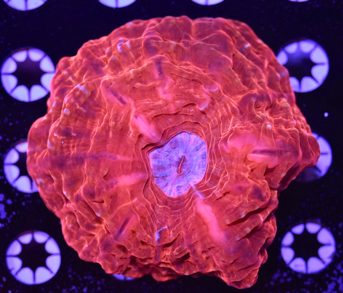 WYSIWYG Purple Center Cynarina 4"