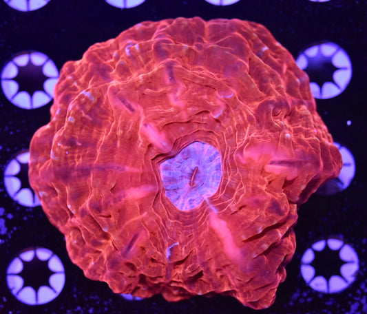 WYSIWYG Purple Center Cynarina 4"