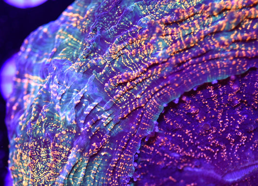 WYSIWYG XL True Rainbow Asian Glitter Acanthophyllia 6.5" (INSANE!)