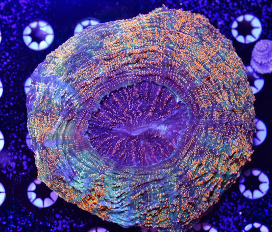 WYSIWYG XL True Rainbow Asian Glitter Acanthophyllia 6.5" (INSANE!)