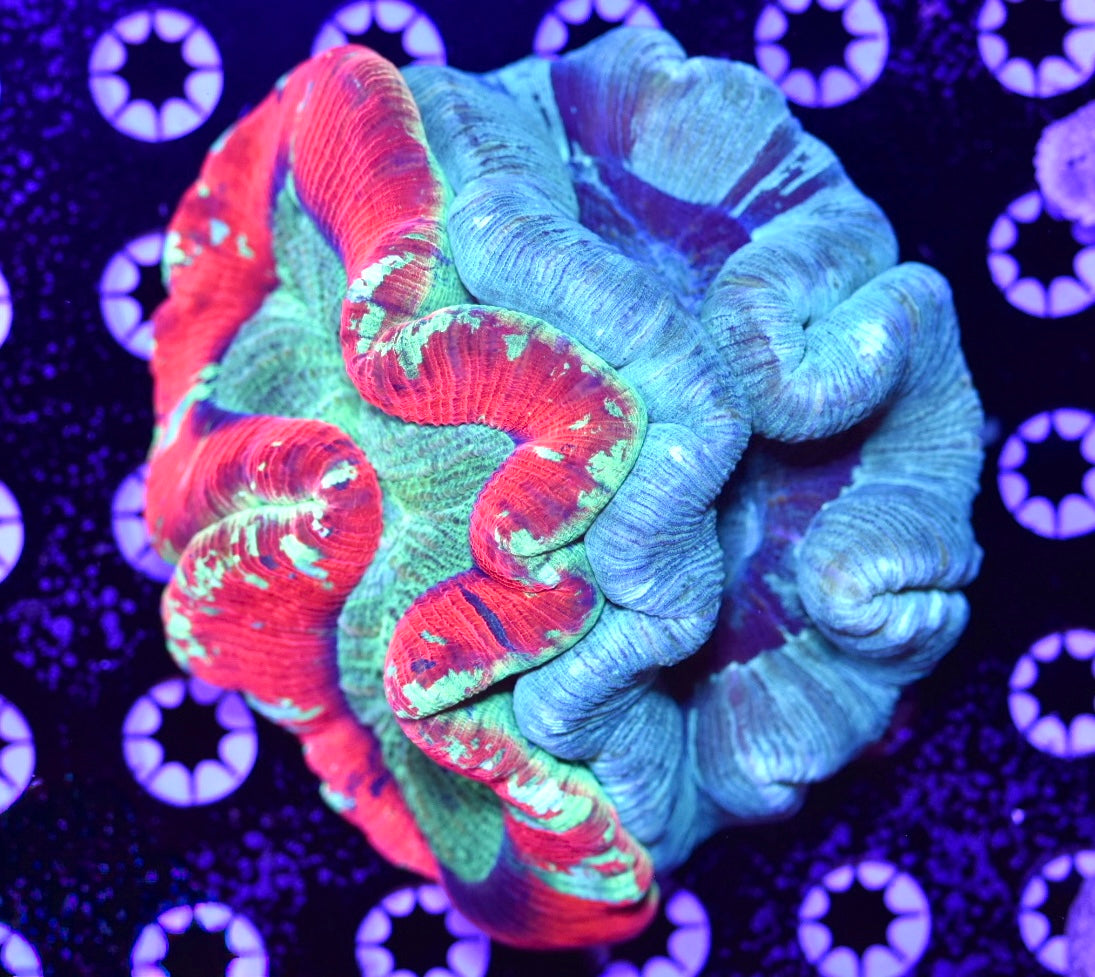 WYSIWYG Natural Double Head Rainbow Trachyphyllia 5.5" (INSANE!)